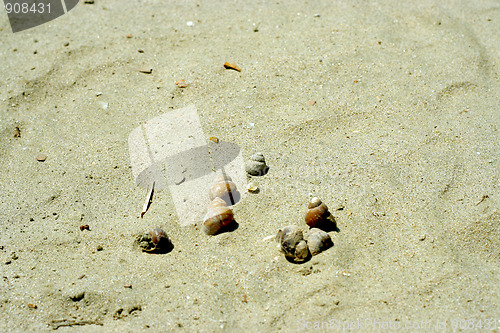 Image of seashell