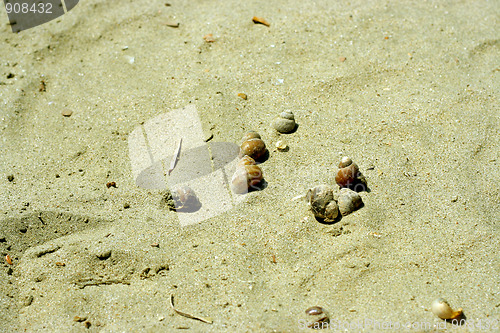 Image of seashell