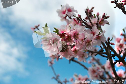 Image of Almond blossom