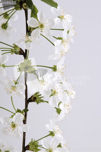 Image of white flower branch