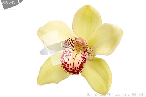 Image of closeup of yellow orchid 