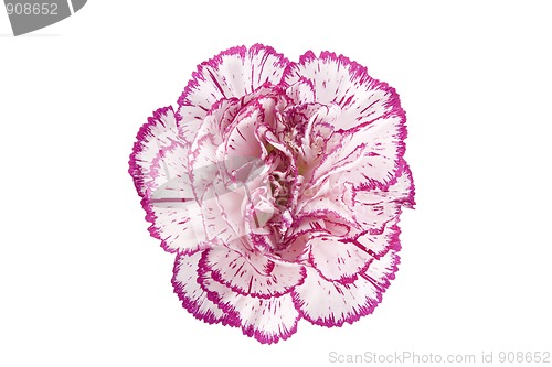 Image of blooming carnation flower