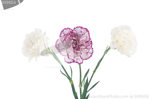 Image of white and pink blooming carnation flowers