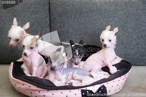 Image of chinese crested puppy dogs