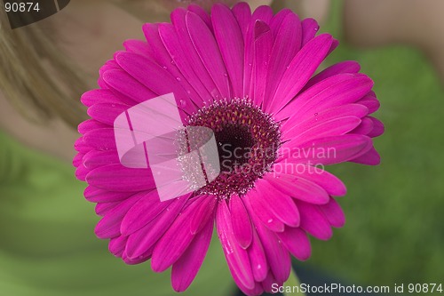 Image of Flower Girl