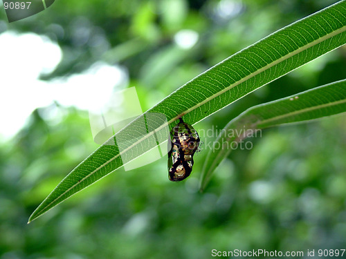 Image of chrysalis