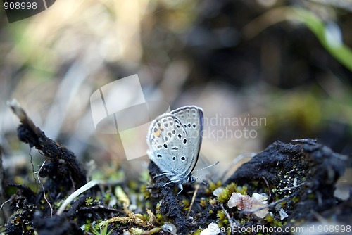 Image of Cranberry Blue (Plebeius optilete, Vacciniina optilete)