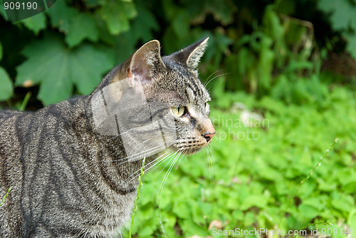 Image of hunting tabby cat