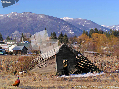 Image of pheasant and old building