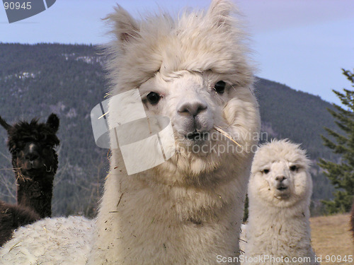 Image of alpacas in Canada