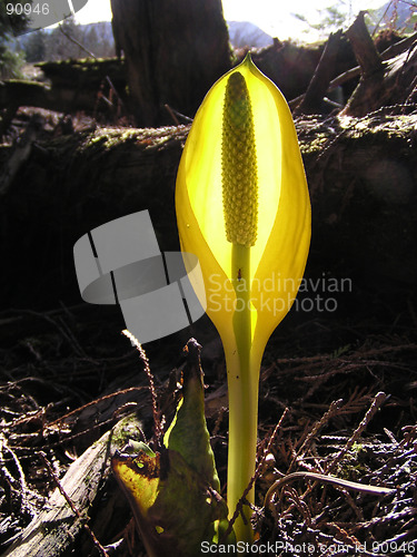 Image of skunk cabbage in the marsh