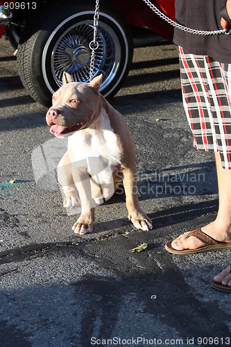 Image of Pitbull Dog