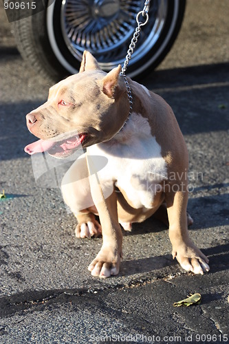 Image of Pitbull Dog