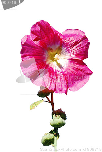 Image of flower