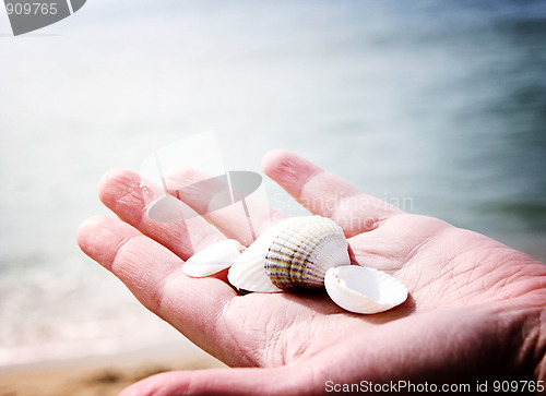 Image of Scallop