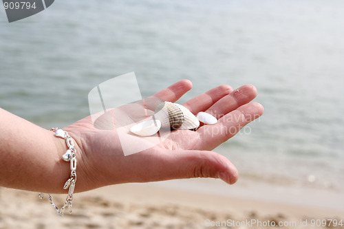 Image of Scallop