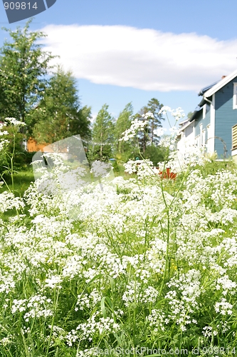 Image of Cow parsley