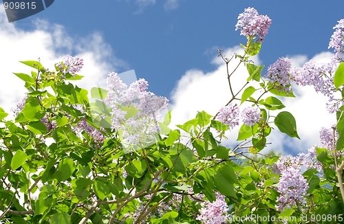 Image of Lilac