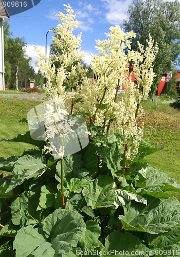 Image of Rhubarb