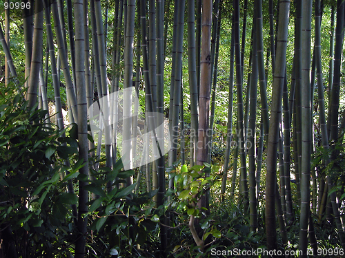 Image of Bamboo Forest