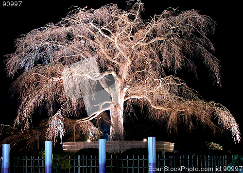 Image of Night old cherry tree