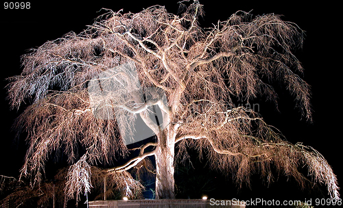 Image of Night Old Cherry Tree