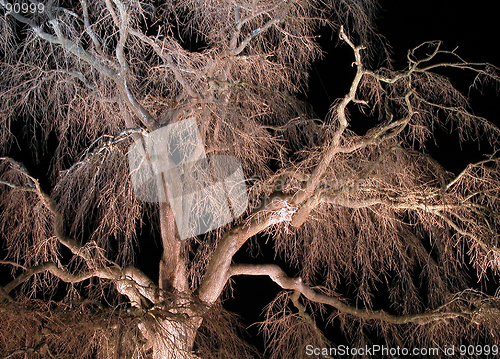 Image of Night Cherry Tree-detail