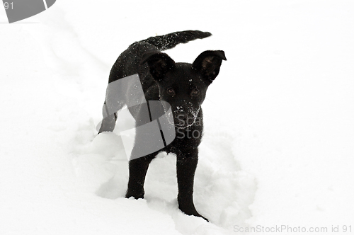 Image of Black Lab