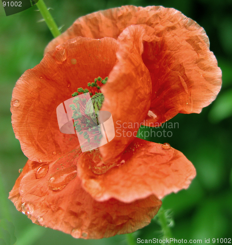 Image of Wet Poppy
