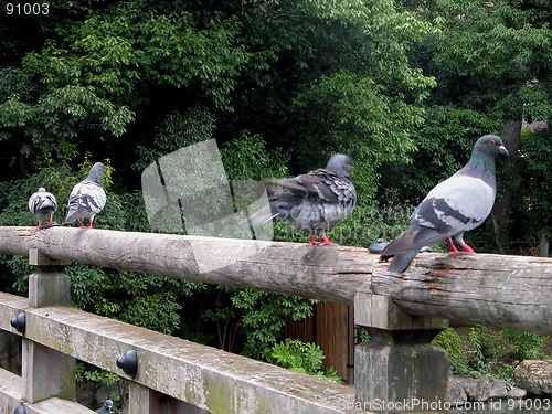 Image of Resting Pigeons