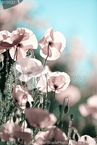 Image of Corn Poppy Flowers Papaver rhoeas