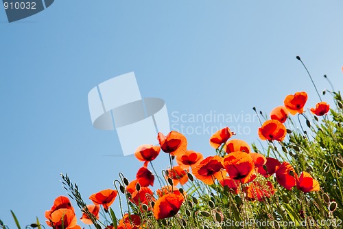 Image of Corn Poppy Flowers Papaver rhoeas