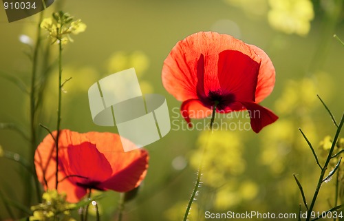 Image of Corn Poppy Flowers Papaver rhoeas