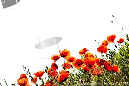 Image of Corn Poppy Flowers Papaver rhoeas