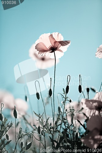 Image of Corn Poppy Flowers Papaver rhoeas