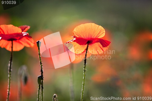 Image of Corn Poppy Flowers Papaver rhoeas