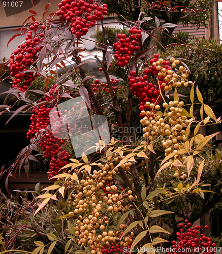 Image of Colorful Berries