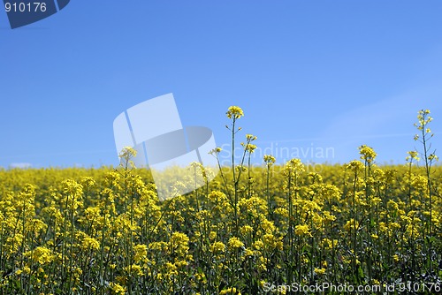 Image of Rapeseed Field