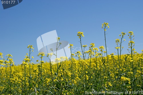 Image of Rape Field and Blue Sky