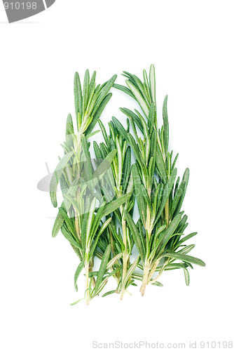 Image of Rosemary