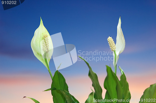 Image of Flowers peace lily