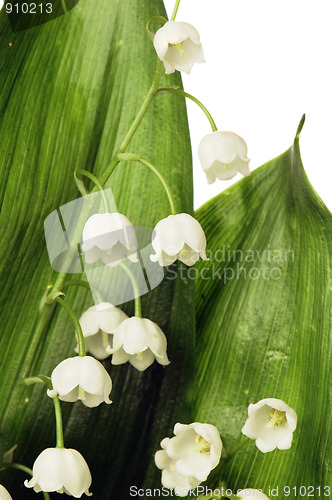 Image of Flowers lilies of the valley