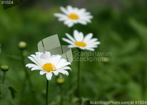 Image of daisies