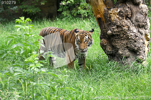Image of Tiger