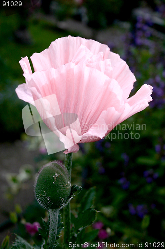 Image of pink poppy