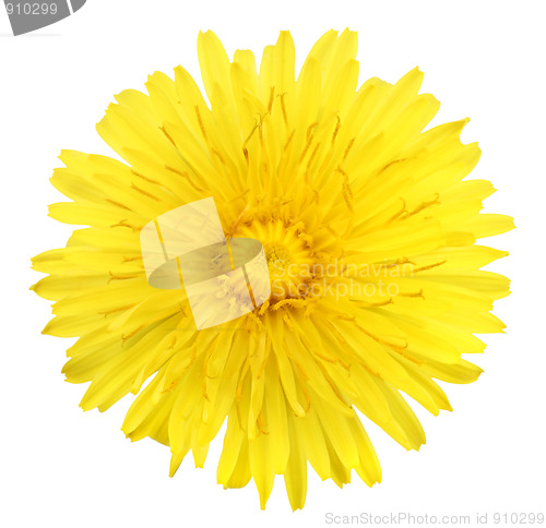 Image of One yellow flower of dandelion