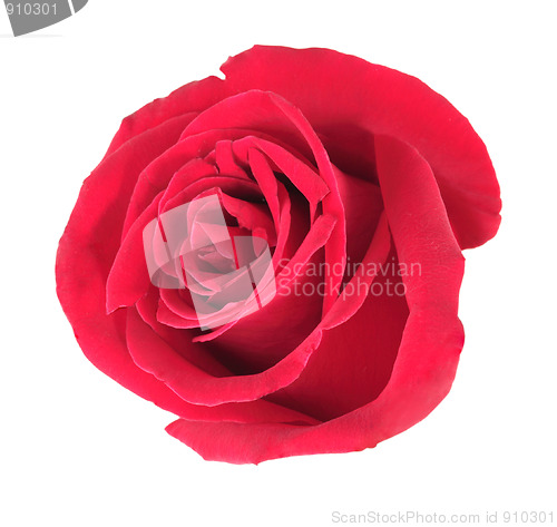 Image of One red rose