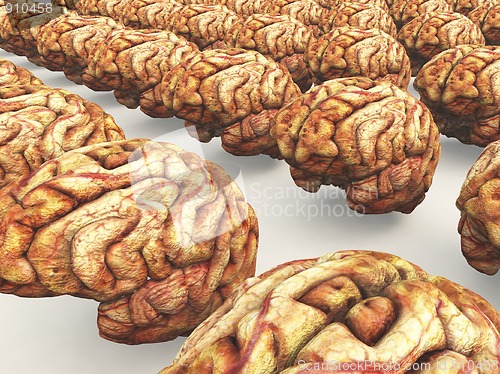 Image of Many Brains 