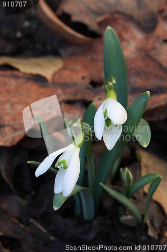 Image of Two Snowdrops