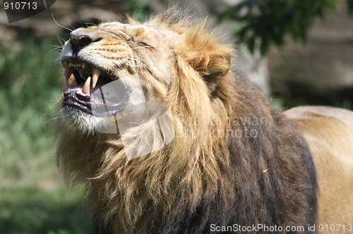 Image of Lion